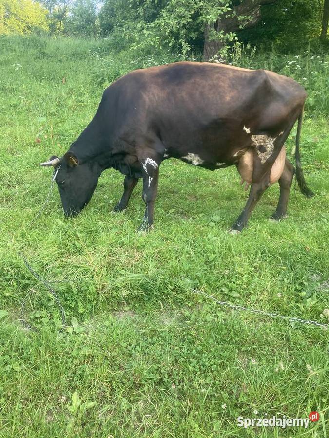 Sprzedam krowę mleczną z cielakiem sprzedam