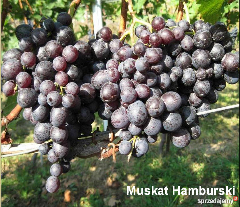 Elitarne winorośle z Ukrainy Kraków