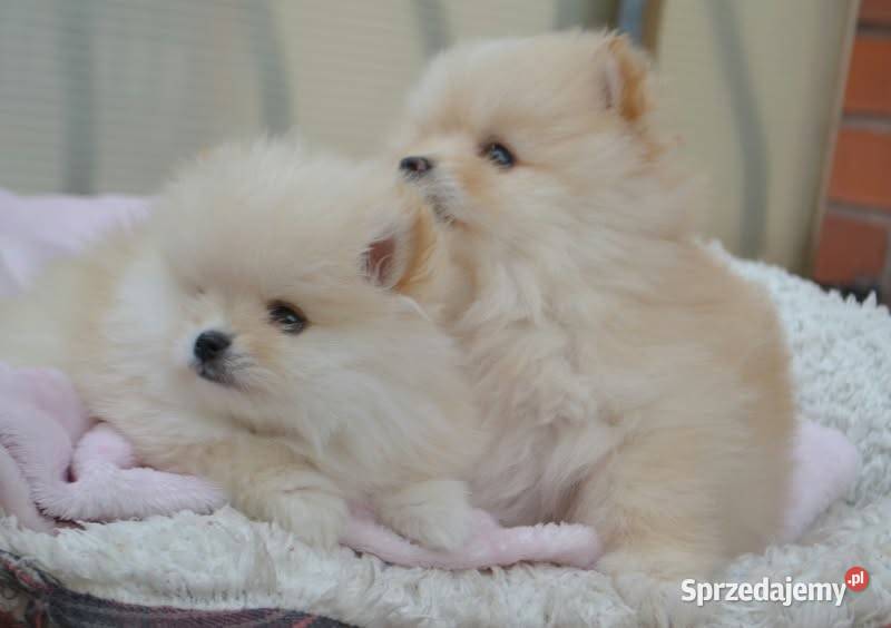 SZPIC MINIATUROWY POMERANIAN ŚLICZNE PUCHATE Warszawa