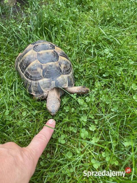SPRZEDAM ŻÓŁWIA LĄDOWEGO Gady i płazy Zwierzęta Grodzisk Mazowiecki