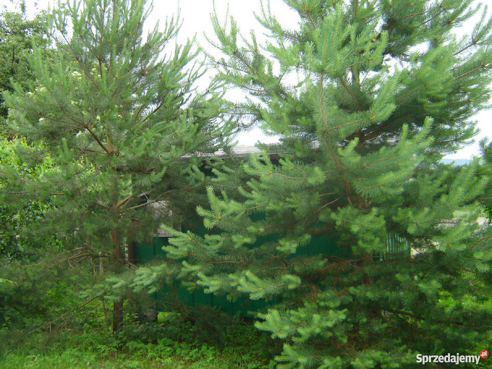 Sprzedam domek Jeziorem Rożnowskim 10m2 sprzedam