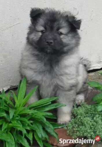 szpic wilczy szpice pomorskie Kościerzyna