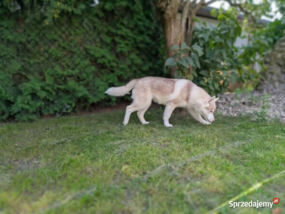 Siberian husky boy 4 miesięczny śląskie Racibórz