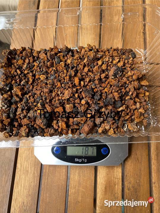 Czaga Błyskoporek podkorowy Inonotus obliquus Warszawa