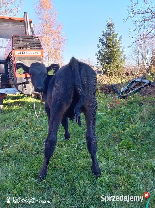 Sprzedam byczki Piątek sprzedam
