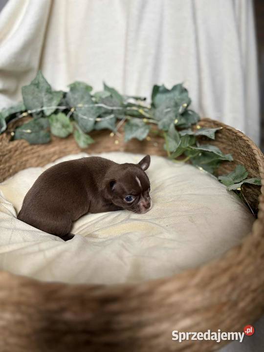 Piesek Chihuahua Czekoladowy z białymi Chihuahua Częstochowa
