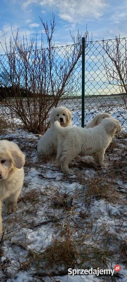 Owczarek podhalański szczeniaki Michów sprzedam