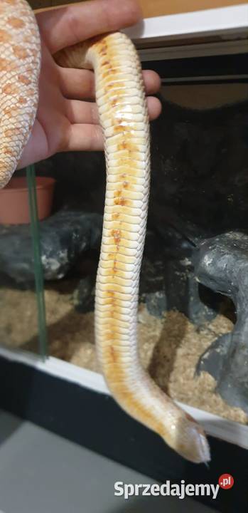Dorosła samica Heterodon zachodni Yellow Albino Głogów sprzedam