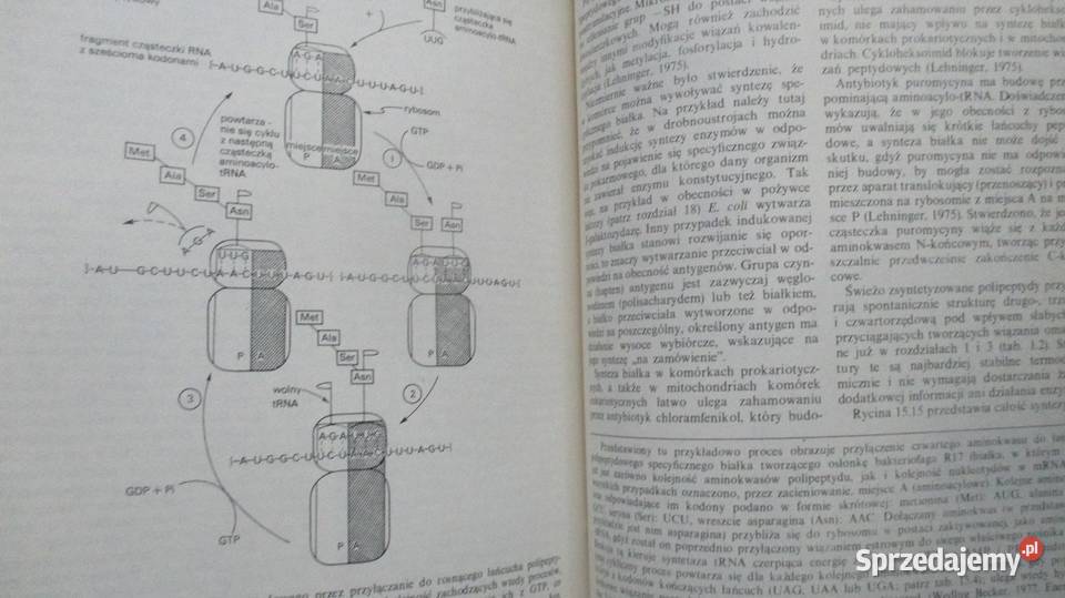 Fizjologia komórki Giese biologia komórka biologia, ekologia Łódź sprzedam