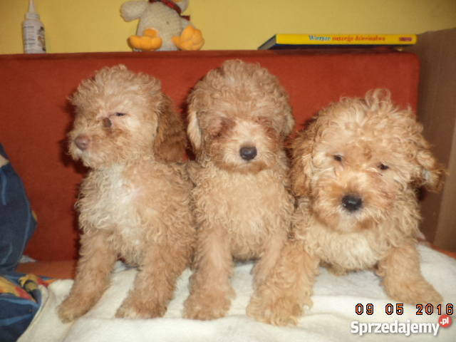 pudel toy pudelek morelowy Wrocław dolnośląskie Wrocław