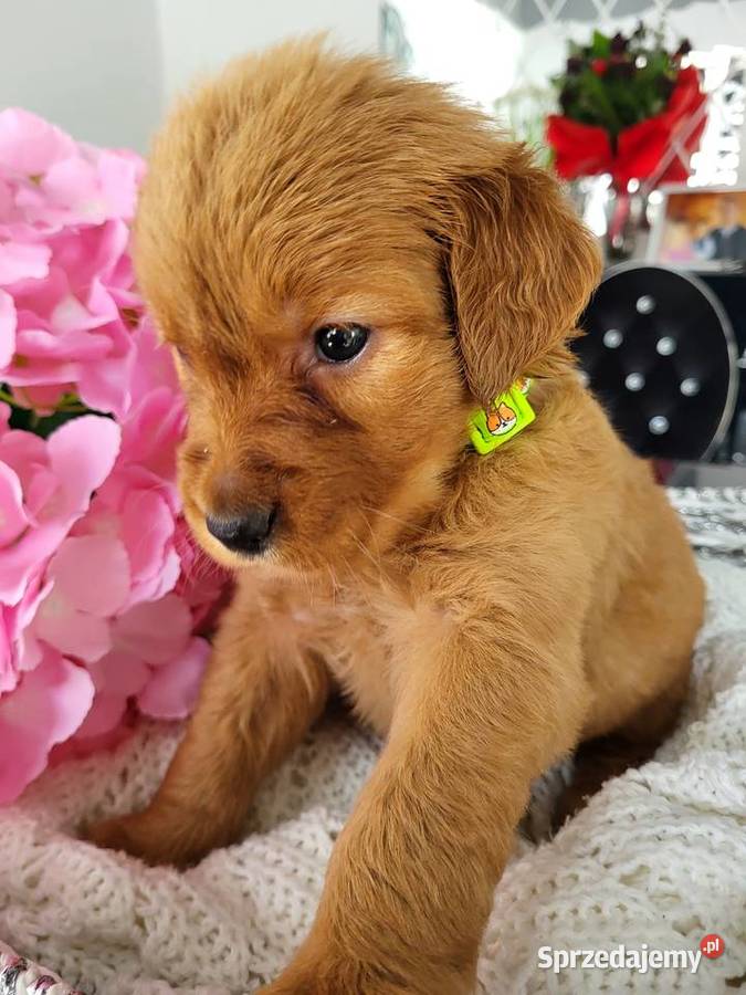 Golden retriever gotowe na nowy domek
