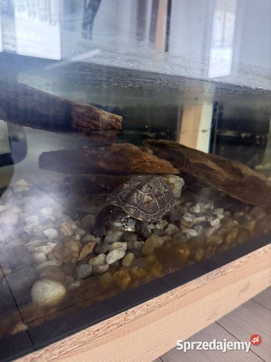 Żółw Kołodziejewo