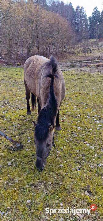 sprzedam koniki polskie 2klaczki i ogierka Olsztyn