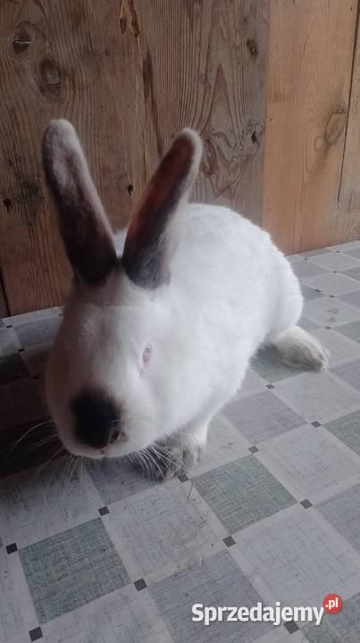 Samiec Kalifornia waga 35 Czarzyzna