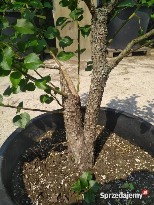 Drzewka pre bonsai dzika grusza i grab Skierniewice sprzedam
