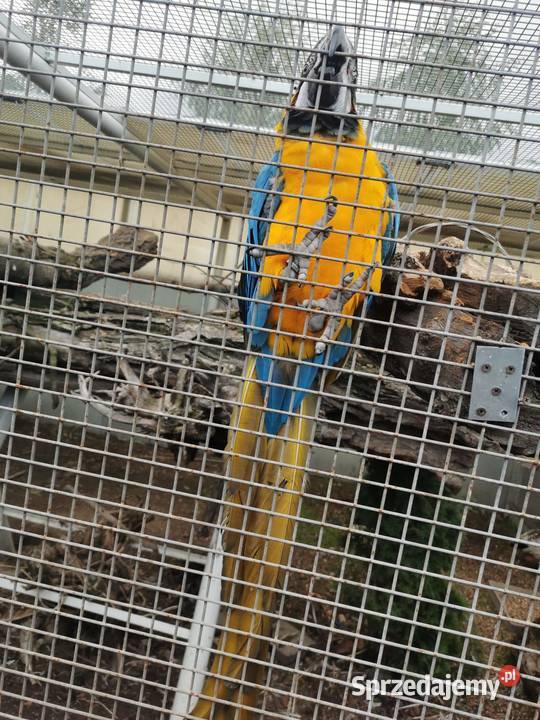 Ara Arauna Samiec 2023r Ary Rauna Buk