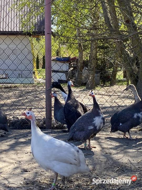 Jaja lęgowe perliczek pantarek Krasnystaw