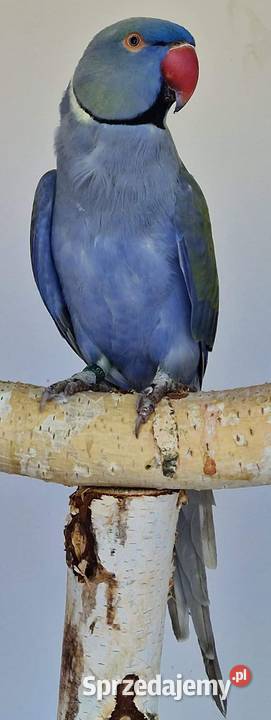 Aleksandretta obrożna łatwo się oswaja i można Ptaki Wrocław