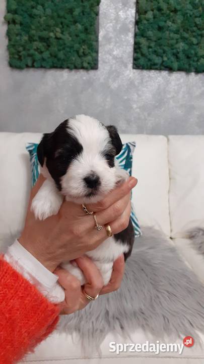Shih Tzu Maltańczyk Shih Tzu sprzedam