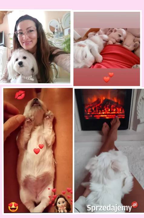 Maltańczyk szczeniaczki z rodowodem sprzedam