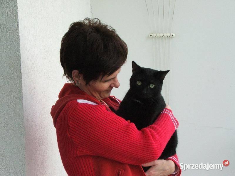 Siatka Kota na Balkon Drzwi i Okna montaż Łódź Dom i Ogród