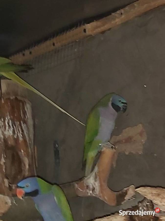 Aleksandretta chińska para Bogdaniec