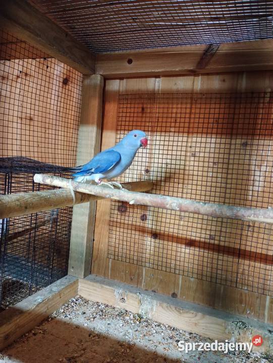 Aleksandretty GO Kamień Górowski