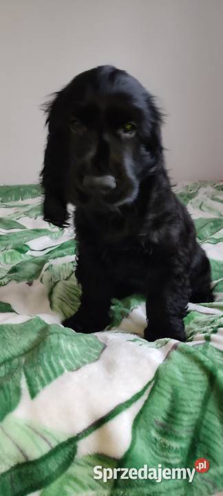 Piękne szczenięta Cocker spaniel angielski podlaskie Siemiatycze
