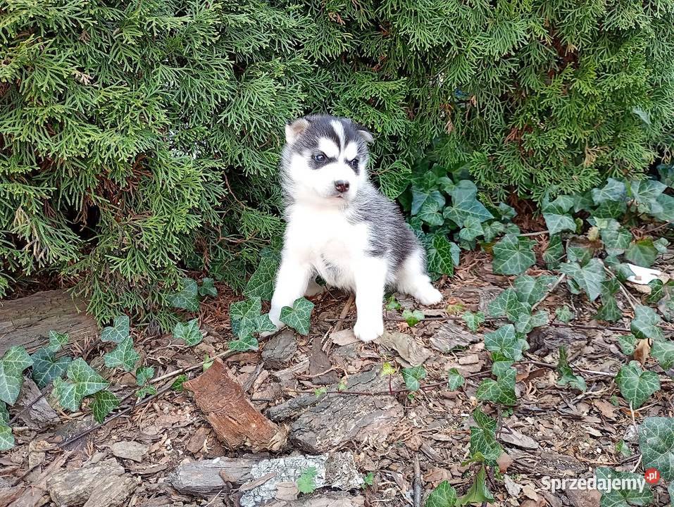 Siberian husky boy