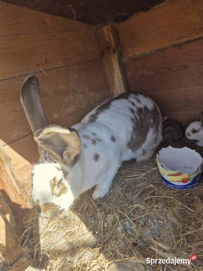 Sprzedam krolika olbrzyma belgijskiego Łubowo