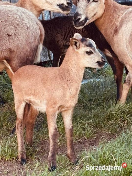 Owce Kameruńskie Chojne