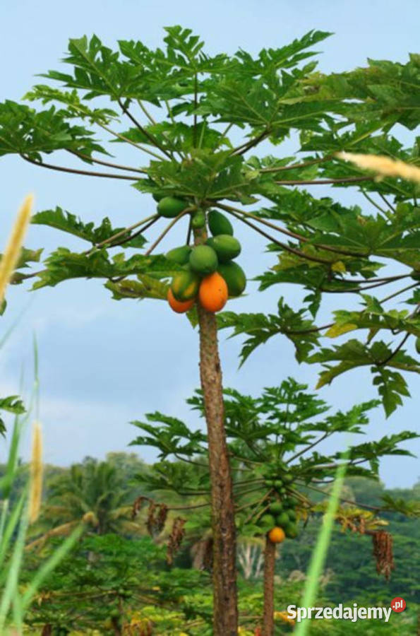 MELONOWIEC WŁAŚCIWY Carica papaya NASIONA 600 Lubanie
