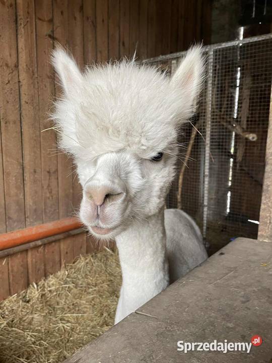 Alpaka alpaki samicasamiec śląskie Puszczew