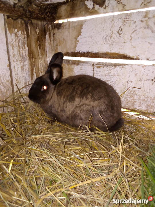 Samica Kuna wielka brązowa