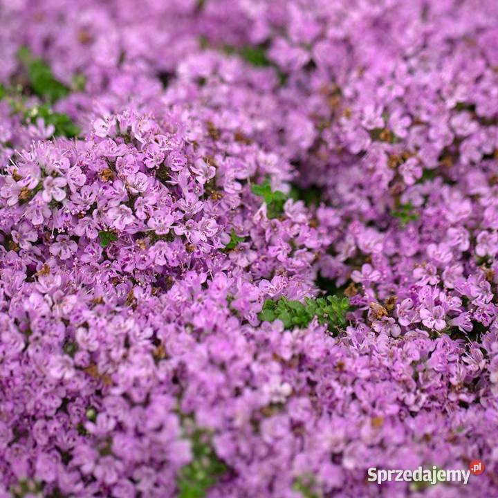 Macierzanka Piaskowa Minor Rabatowe Opole