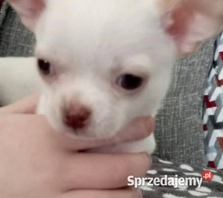 Chihuahua szczeniaki Jasienica Dolna sprzedam