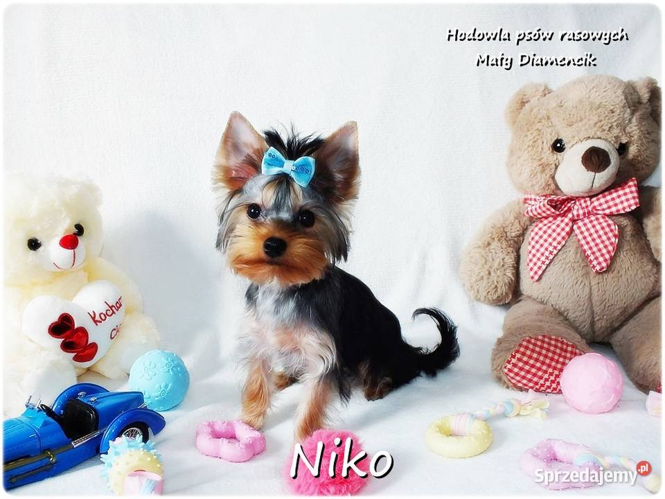 York Yorkshire Terrier Malutki Mini XS Piesek Żary