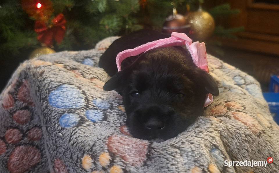 Cudny sznaucerek miniaturowy szczeniaczki czarne mazowieckie Wołomin