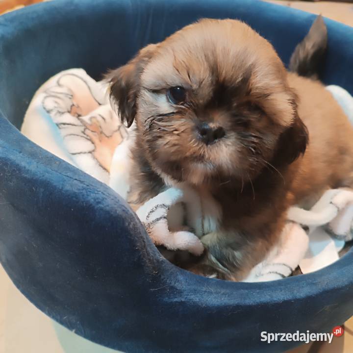 Shih tzu suczka Bolesławiec sprzedam