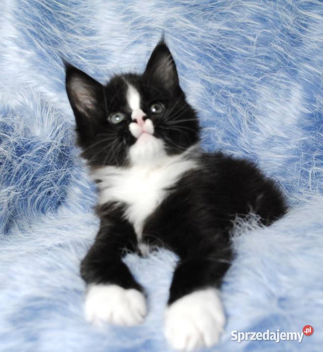 Piękne i duże kocurki maine coon
