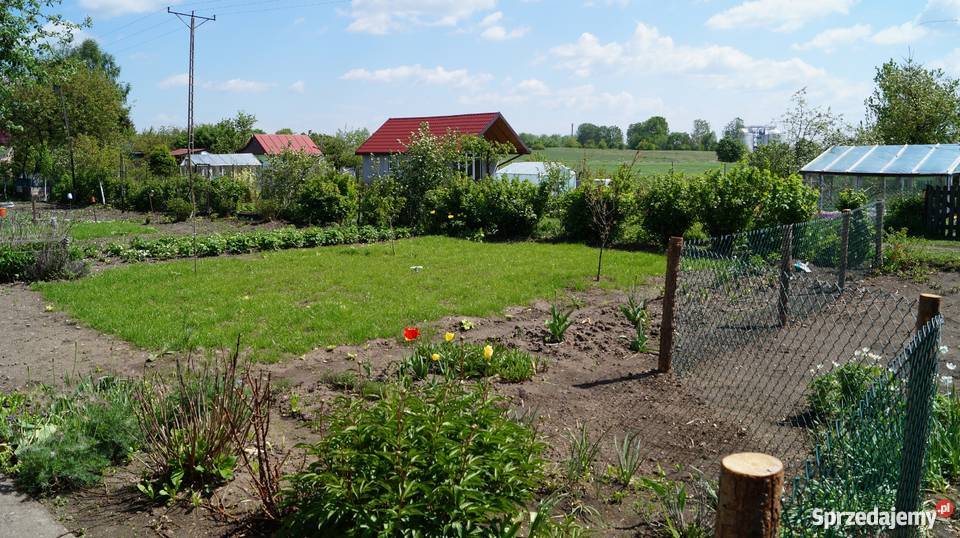 rod malwa siatka podlaskie