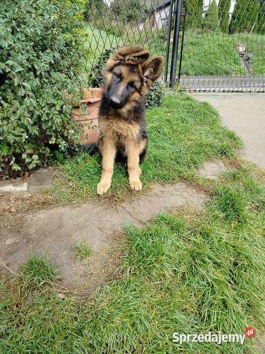 Szczeniaki owczarka niemieckiego Owczarek Rędziny-Borek sprzedam