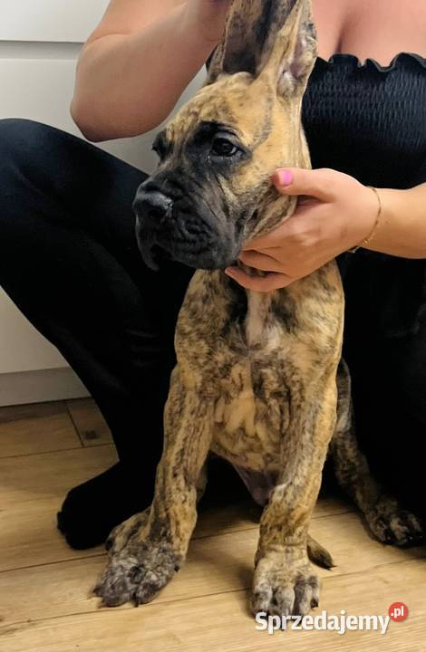 Dog Niemiecki szczenię śląskie Czyżowice