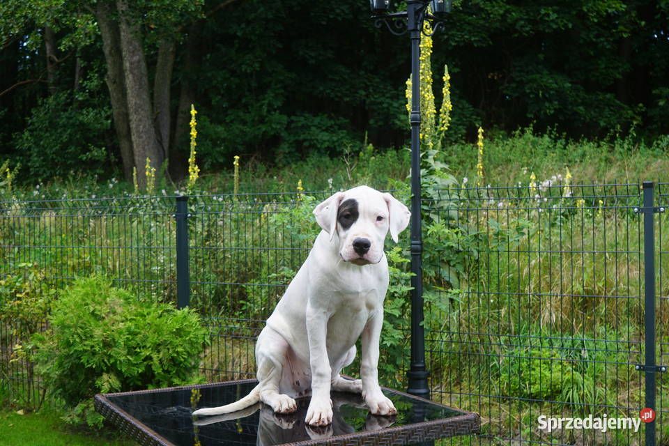 Sunia 4miesięczna Dogo Argentino ZKwP FCI Gończyce