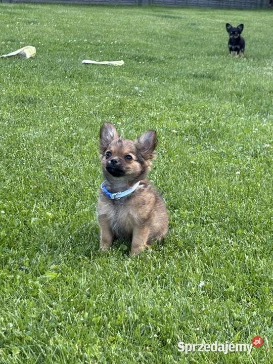 Chihuahua długowłose Zabrze