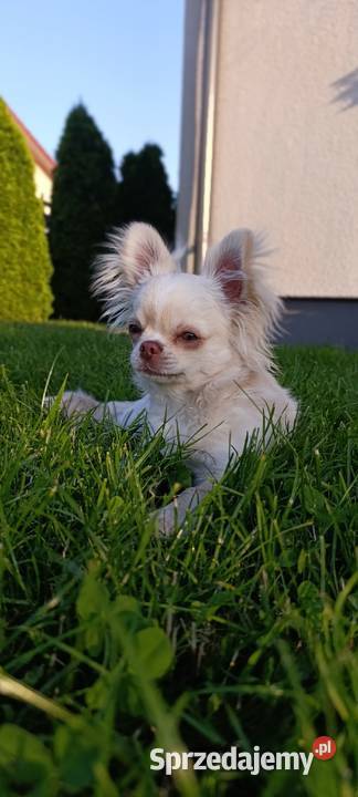 Chihuahua długowłosy samiec ZKwP FCI opolskie