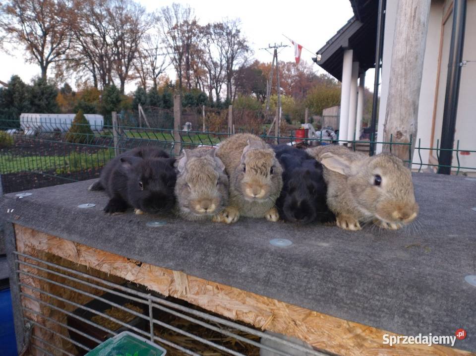 Samce mieszańce belgu Turzno