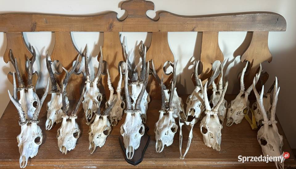 Trofea myśliwskie Proszowice