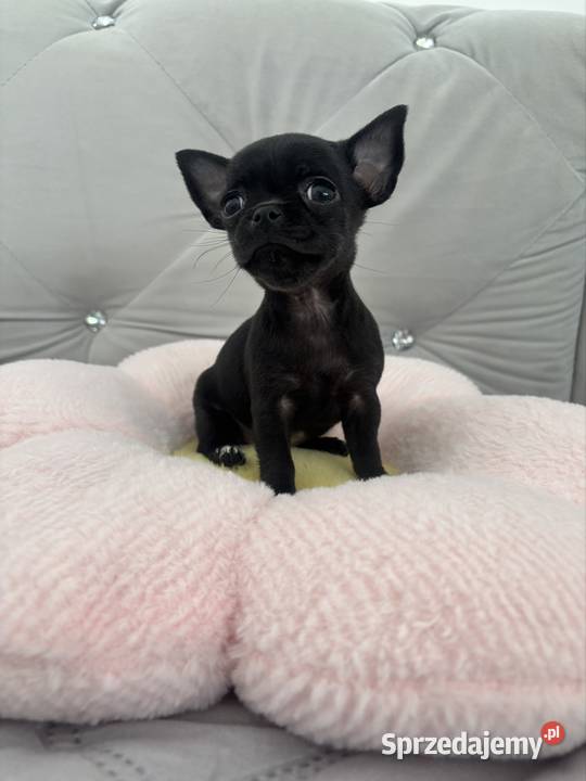 Chihuahua Xs Zwierzęta Gorzów Wielkopolski sprzedam