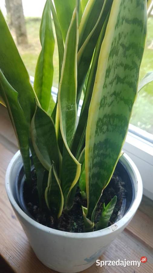 sansevieria długie liście zachodniopomorskie Białogard